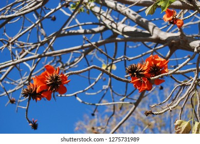 Beautiful red flower bloom - Shutterstock ID 1275731989