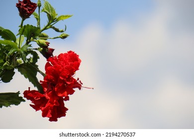 Beautiful red flower called hibiscus flower (hibiscus rosa-sinensis, rose mallow, Queen of Tropical Flowers) is the national flower of Malaysia. This flower is very suitable for garden decoration - Shutterstock ID 2194270537