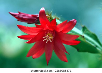 a beautiful red flower looking amazing  - Shutterstock ID 2288085671