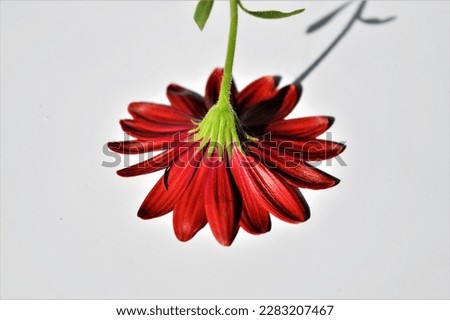 beautiful red flower on wihte background upside down