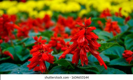 Salvia Images Stock Photos Vectors Shutterstock