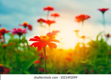 Beautiful red flower (Zinnia) in the evening. Sunset scence. - Shutterstock ID 1021492099