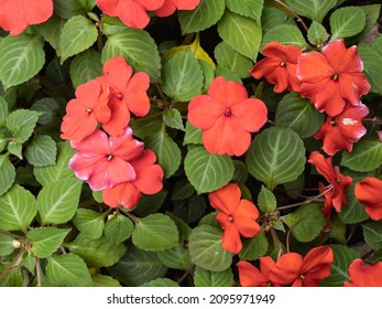 Beautiful red flowers and buds of Impatiens walleriana and their green leaves background.
