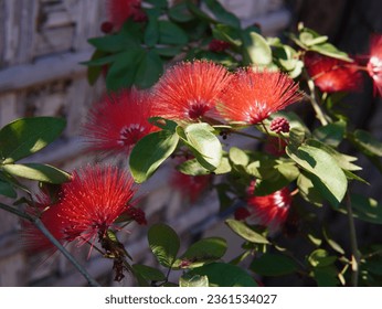 beautiful red flowers of the calliandra tergemina or ( Red Powderpuff Plant, Miniature Powder-puff, Dwarf Powder Puff, Tarbardillo, Cat's Tail, Clavellino, 红粉扑花 )