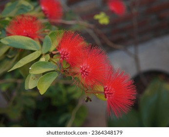 beautiful red flowers of the calliandra tergemina or ( Red Powderpuff Plant, Miniature Powder-puff, Dwarf Powder Puff, Tarbardillo, Cat's Tail, Clavellino, 红粉扑花 )
