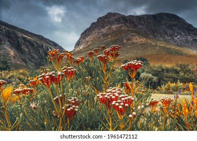Beautiful Red Flowers of Coniferous Origin Against the Backdrop of Majestic Mountains. Harold Porter National Botanical Garden. South Africa.