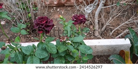 Beautiful red flowers. Fully bloomed flowers. Flower Buds. Red roses. Blooming flowers in a garden. 