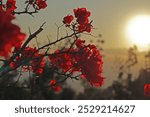 Beautiful red flowers illuminated by the golden light of a setting sun. A stunning silhouette of nature against a warm and serene sunset background