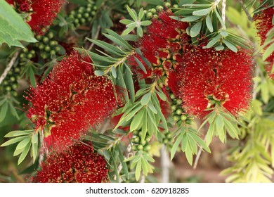 Beautiful Red Flowers (Melaleuca Citrina)