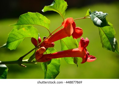 Beautiful red flowers of the trumpet vine or trumpet creeper