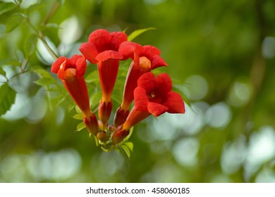 Beautiful red flowers of the trumpet vine or trumpet creeper (Campsis radicans) - soft focus