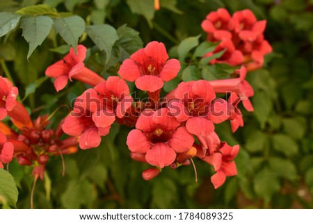 Beautiful red flowers of the trumpet vine or trumpet creeper Campsis radicans. Campsis Flamenco bright orange flowers winding over the fence in greenery. Chinese Trumpet Creeper branches