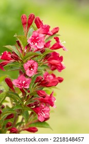 Beautiful red flowers Weigela florida. Blooming garden. Floral background, close up of the flower head. - Shutterstock ID 2218148457