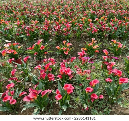 Beautiful red flowers (Zantedeschia) under the sun