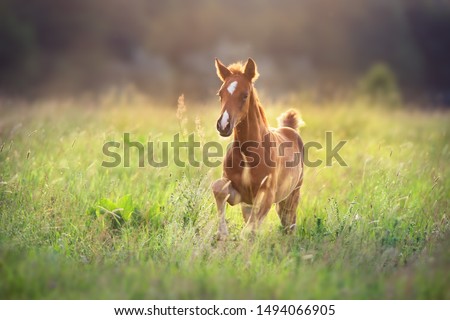 Beautiful red foal run and fun on spring green sunrise field