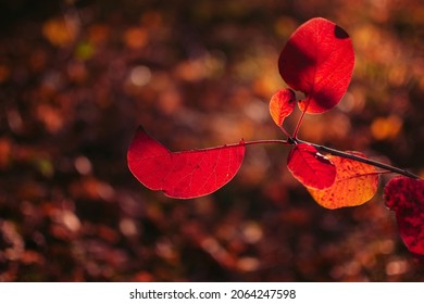 Beautiful Red Foliage Of European Aspen On A Nice Day In Autumn Outdoors