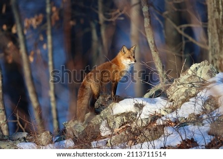 Beautiful red fox climbing snowy rocks in northern Westchester County, New York