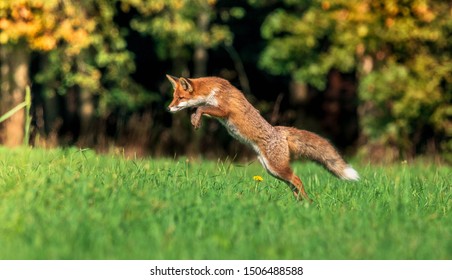 beautiful red fox in forest meadow hunting mice, autumnal forest in the background