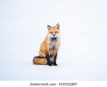 Hermoso retrato rojo Fox con ojos perezosos aislados en nieve con cola rizada