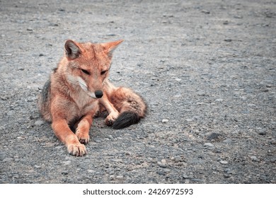 Beautiful red fox resting on the ground. Red fox from Argentine Patagonia. Red fox. Wild animal from Argentina - Powered by Shutterstock