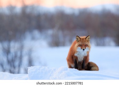 A Beautiful Red Fox Sits On The Snow. Wild Animal In Its Natural Habitat In The Arctic. Wildlife Of The Polar Region. Cold Spring In The Tundra (April). The Fox Looks Closely. Blurred Background.