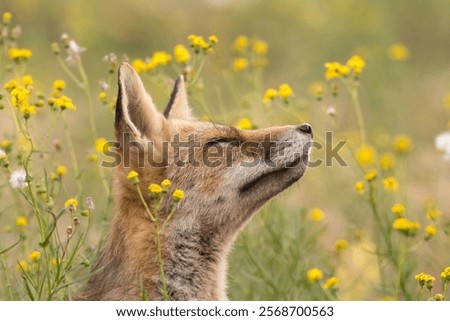 A beautiful red fox standing between the yellow flowers, photographed in the dunes of the Netherlands.