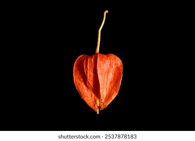 Beautiful red fruit dried flowers on black background.Chinese lantern plants - Powered by Shutterstock