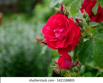 beautiful red garden rose in dew drops - Shutterstock ID 1421188805