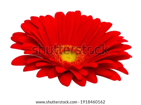 Beautiful red gerbera flower isolated on white background. Red gerbera isolated
