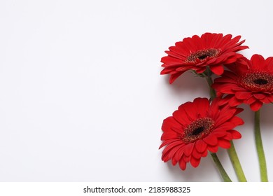 Beautiful red gerbera flowers on white background, top view