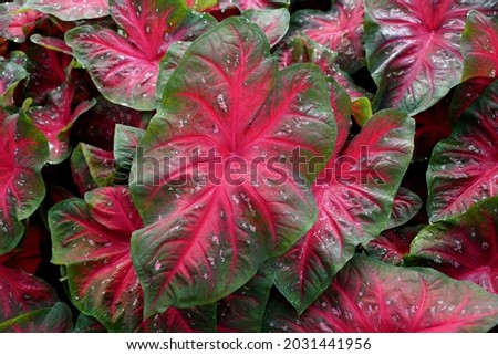 Beautiful red and green leaves of Rose Bud Caladium