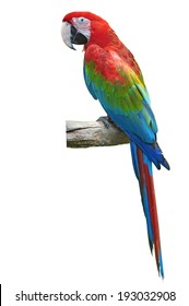 beautiful red and green macaw isolated on white background