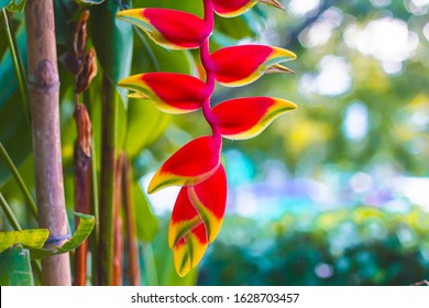 beautiful red Heliconia flower, tropical flower. rostrata, Lobster Hanging Claw or False Bird of Paradise. plant, are a source of nectar for birds and insects. 
