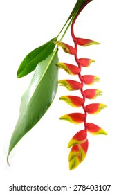 a beautiful red Heliconia flower, tropical flower isolated on a white background