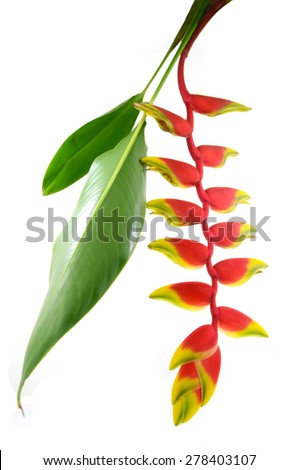 a beautiful red Heliconia flower, tropical flower isolated on a white background