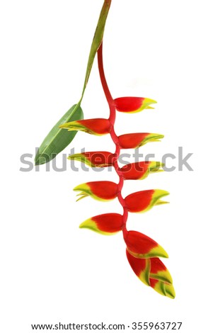 a beautiful red Heliconia flower, tropical flower isolated on a white background
