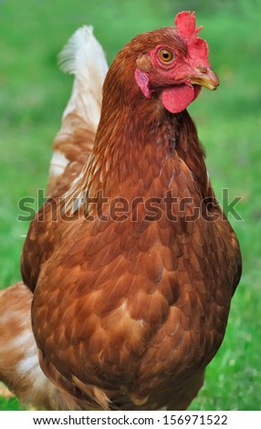 Similar – Image, Stock Photo Chicken on meadow. Food