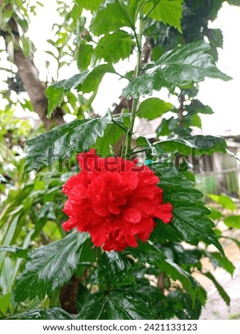 beautiful red hibiscus flower after rain drop