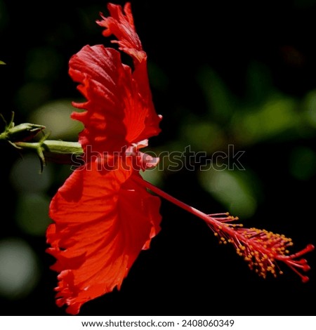 Beautiful red hibiscus flower in the garden