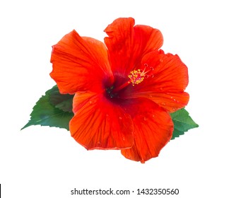 beautiful red hibiscus flower isolated on white background