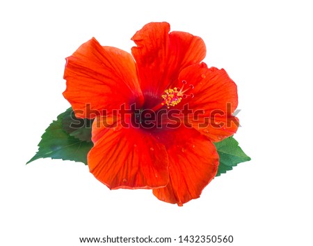 beautiful red hibiscus flower isolated on white background