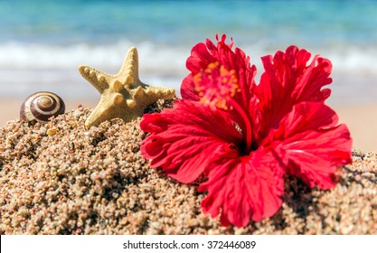 南国 ハイビスカス 海 の写真素材 画像 写真 Shutterstock