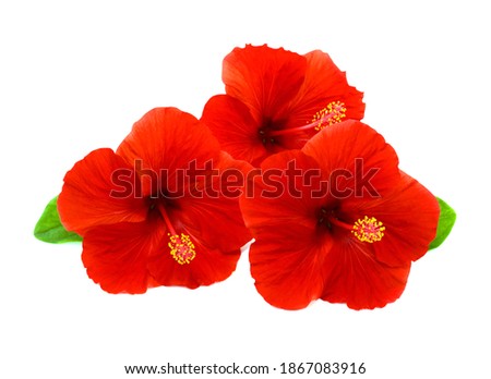 beautiful red hibiscus flowers isolated on white background