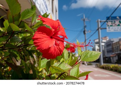沖縄 ハイビスカス Images Stock Photos Vectors Shutterstock