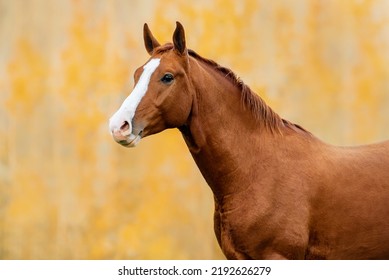 Beautiful red horse in autumn. Don breed horse. - Shutterstock ID 2192626279