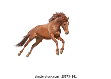 Beautiful Red Horse Galloping In A Phase Jump Developing Mane. Thoroughbred Stallion Isolated On White Background