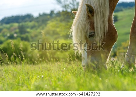 Beautiful red horse grazing in a meadow in spring 