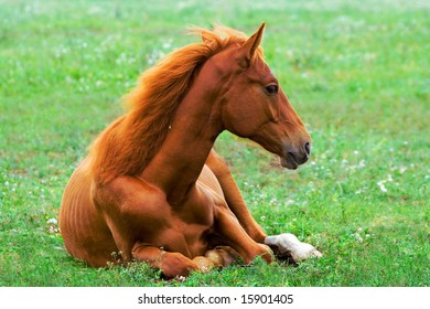 beautiful red horse laying on the grass