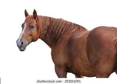 Beautiful red horse on white background.
