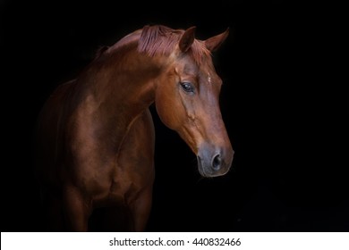 Beautiful red horse portrait on black background - Shutterstock ID 440832466